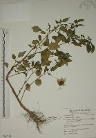 藏品(燈籠草)的圖片