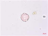 藏品(毛酸漿)的圖片