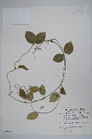 藏品(鷗蔓)的圖片