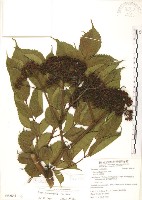 藏品(火筒樹)的圖片