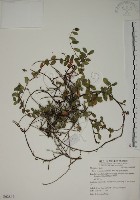 藏品(越橘葉蔓榕)的圖片