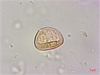 藏品(菲律賓扁葉芋、蘭嶼扁葉芋)的圖片