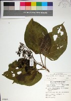 藏品(臭娘子)的圖片