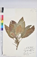 藏品(假鐵莧)的圖片