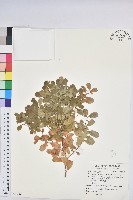 藏品(白飯樹)的圖片