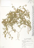 藏品(臺灣灰毛豆)的圖片