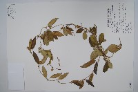 藏品(臺灣牛皮消、臺灣白薇)的圖片