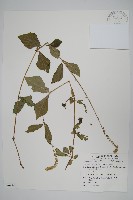 藏品(假川牛膝)的圖片