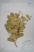 藏品(小刺山柑)的圖片