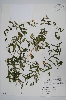 藏品(柳葉鱗球花)的圖片