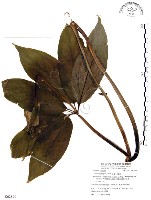 藏品(七葉一枝花)的圖片