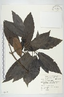 藏品(東瀛珊瑚)的圖片