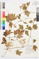 藏品(串鼻龍)的圖片