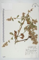 藏品(生毛將軍)的圖片