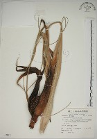 藏品(露兜樹、林投)的圖片