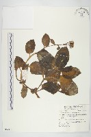 藏品(蘭嶼木耳菜)的圖片