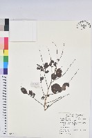 藏品(紅仔珠)的圖片