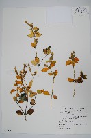 藏品(爵床)的圖片