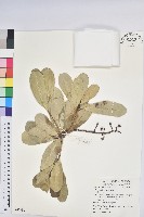 藏品(蘭嶼土沉香)的圖片