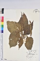 藏品(紅頭鐵莧、蘭嶼鐵莧)的圖片