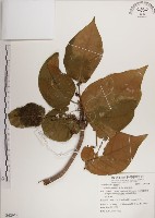 藏品(蘭嶼蘋婆)的圖片