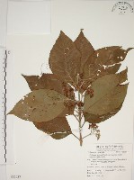 藏品(朝鮮紫珠、蘭嶼女兒茶)的圖片