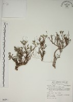 藏品(水芫花)的圖片