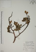 藏品(南嶺蕘花)的圖片