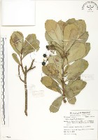 藏品(蘭嶼樹杞、蘭嶼紫金牛)的圖片