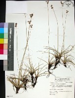 藏品(乾溝飄拂草)的圖片