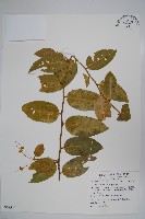 藏品(蘭嶼山柑)的圖片