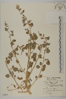 藏品(變葉藜)的圖片