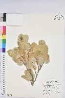 藏品(白樹仔)的圖片