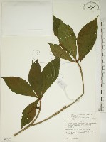 藏品(貝木)的圖片