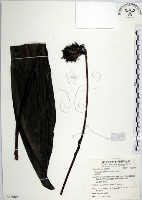 藏品(船子草、船仔草)的圖片