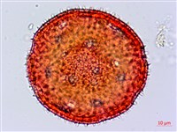 藏品(縮葉黃細心)的圖片