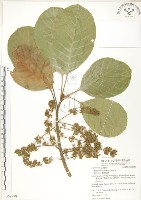 藏品(蘭嶼山欖, 大葉樹青)的圖片