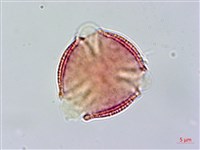 藏品(交趾衛矛)的圖片