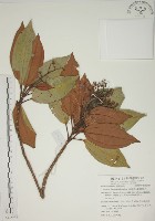 藏品(大野牡丹)的圖片