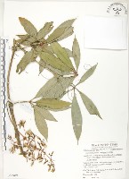 藏品(蘭嶼野牡丹藤)的圖片