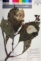 藏品(大葉玉葉金花)的圖片