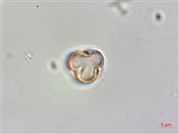 藏品(蘭嶼秋海棠)的圖片