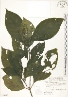 藏品(錫蘭玉心花)的圖片