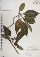 藏品(蘭嶼九節木)的圖片