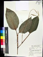 藏品(蘭嶼竹芋)的圖片