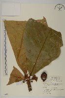 藏品(欖仁)的圖片