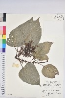 藏品(紅肉橙蘭、華血桐)的圖片