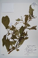 藏品(多子漿果莧)的圖片