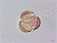 藏品(牡蒿)的圖片