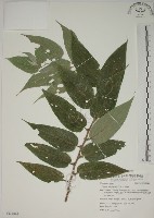 藏品(山黃麻)的圖片